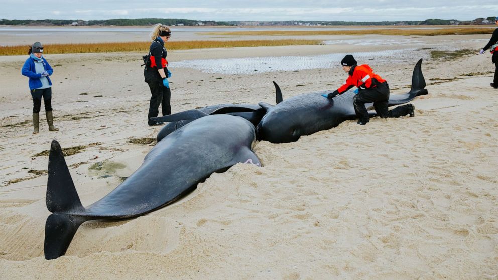 PHOTO: Rescues are underway for several pilot whales stranded on a beach in Eastham, Massachusetts.