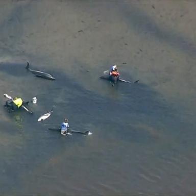 The beach where the dolphins are stranded is covered in "dangerous" mud, according to the International Fund for Animal Welfare. 