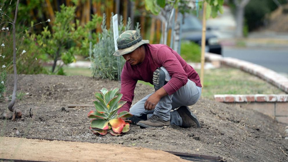 PHOTO: Landscaper David Puac installs a succulent plant during the installation of a drought-tolerant landscape in the front yard of Larry and Barbara Hall's home in the San Fernando Valley area of the city of Los Angeles, July 17, 2014.