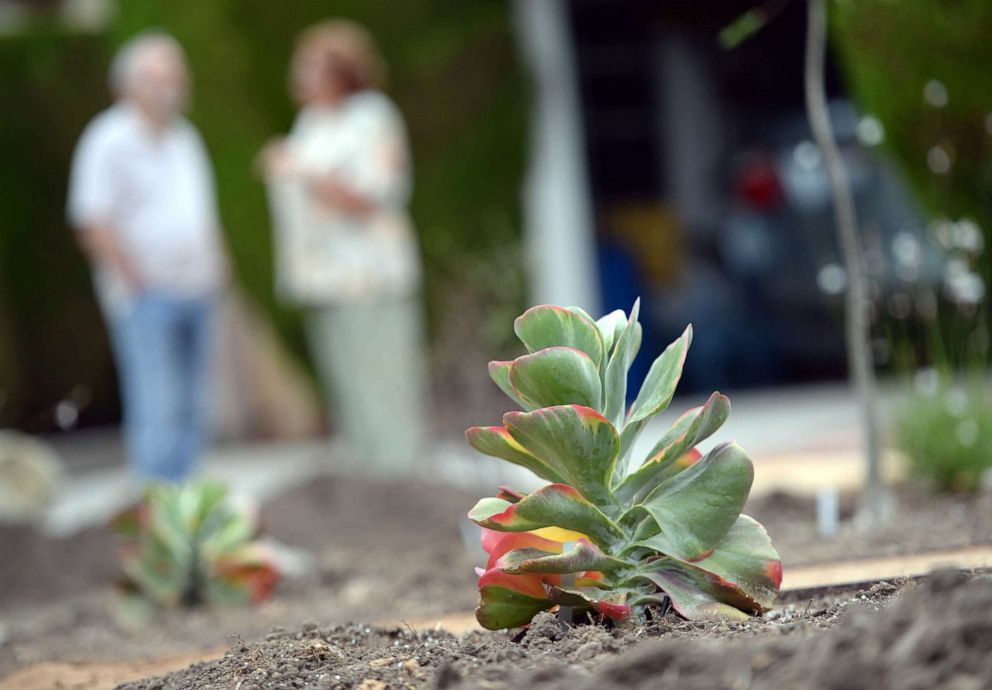 PHOTO: A newly-installed Kalanchoe, a type of drought-tolerant succulent plant, is seen in the front yard of a residence in the San Fernando Valley area in Los Angeles, July 17, 2014.