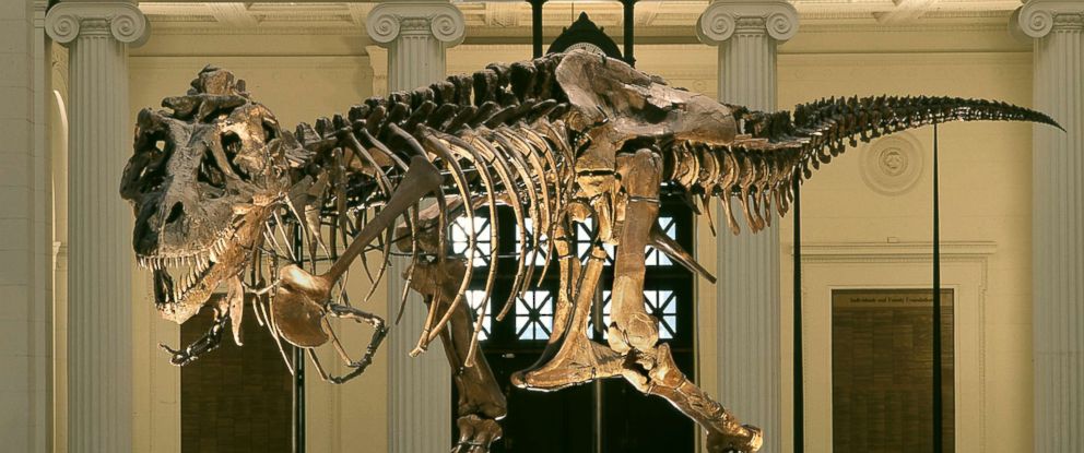 complete tyrannosaurus rex skeleton