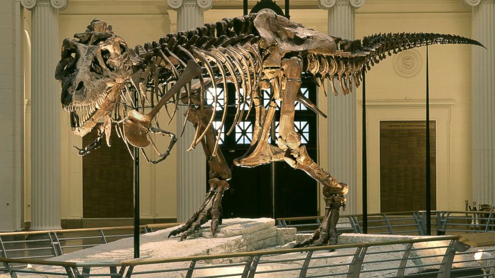 The most complete T-rex skeleton ever discovered, known as "Sue," in her old position in the main hall of the Chicago Field Museum. Museum staff began the process of taking apart the skeleton on Feb. 5 to move it to a new exhibit. 