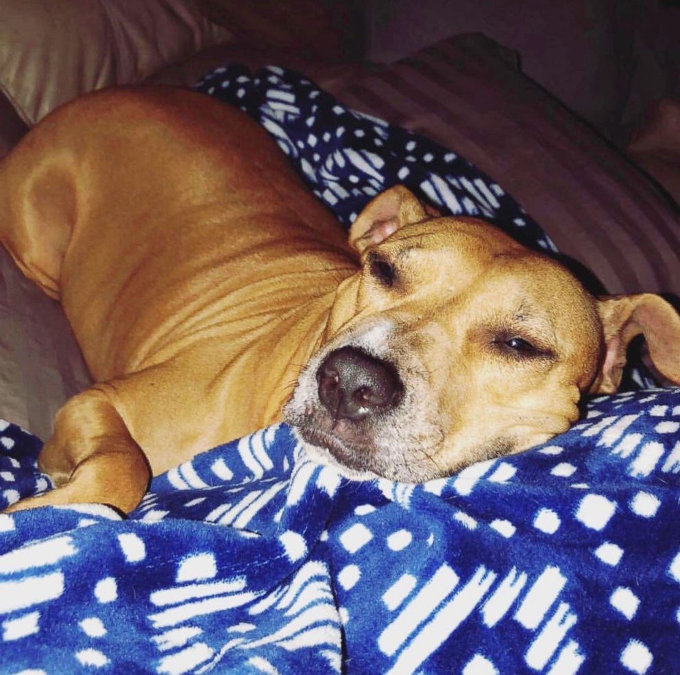 PHOTO: Sugar Mama, a tan Pit bull mix about 4 or 5 years old, was described by her owner as "really sweet," despite the abuse she endured earlier in her life.