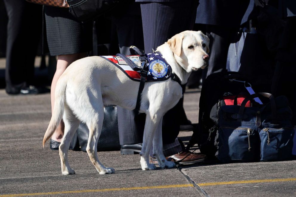 PHOTO: Sully, the yellow Labrador retriever who was former President George H.W. Bush's service dog is pictured during a departure ceremony at Ellington Field Monday, in Houston,  Dec. 3, 2018.