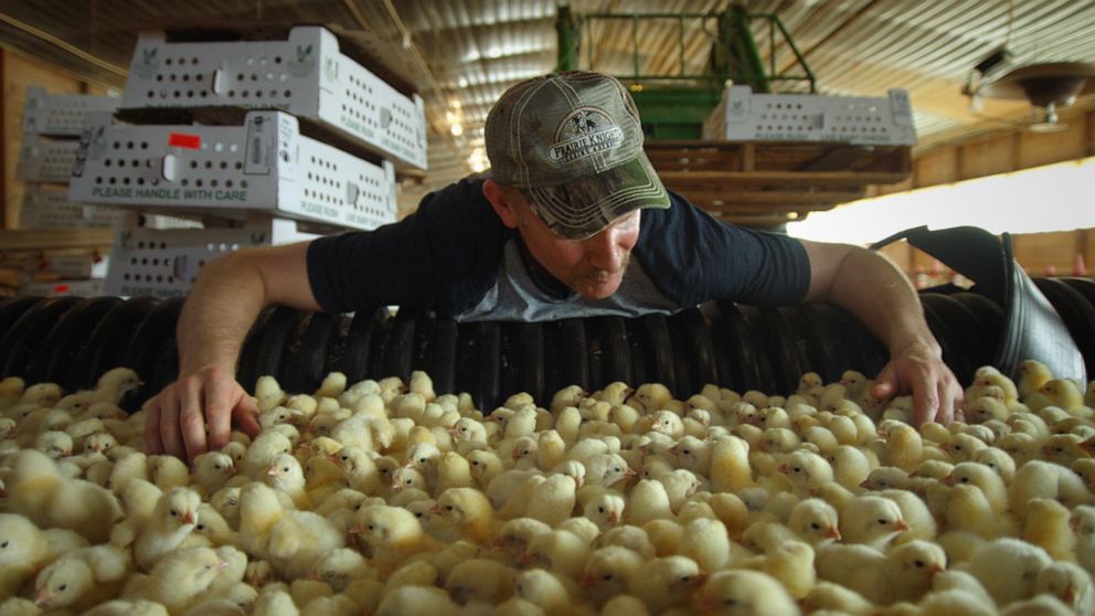 PHOTO: Scene from "Super Size Me 2: Holy Chicken!"