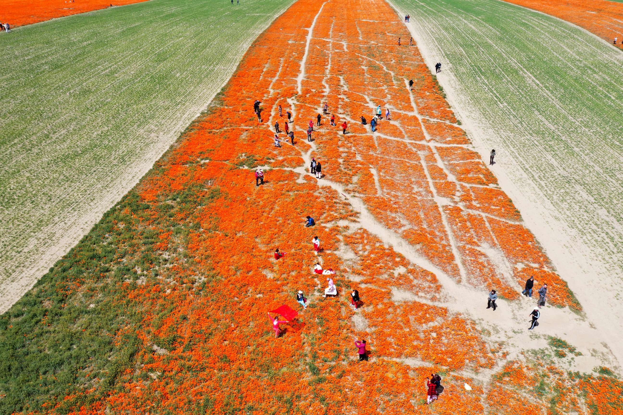 PHOTO: An aerial view of people taking pictures in a field of poppies and other wildflowers near the Antelope Valley California Poppy Reserve in Lancaster, Calif., April 13, 2023.