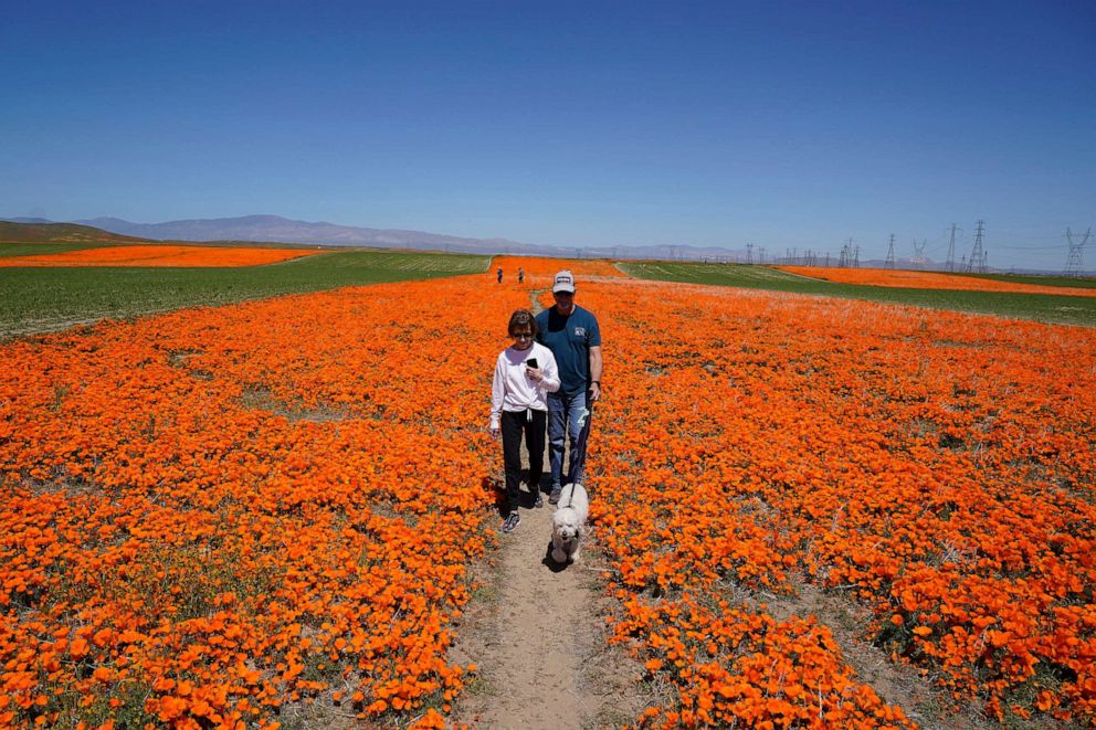 California’s wildflowers hits peak season in historic Superbloom