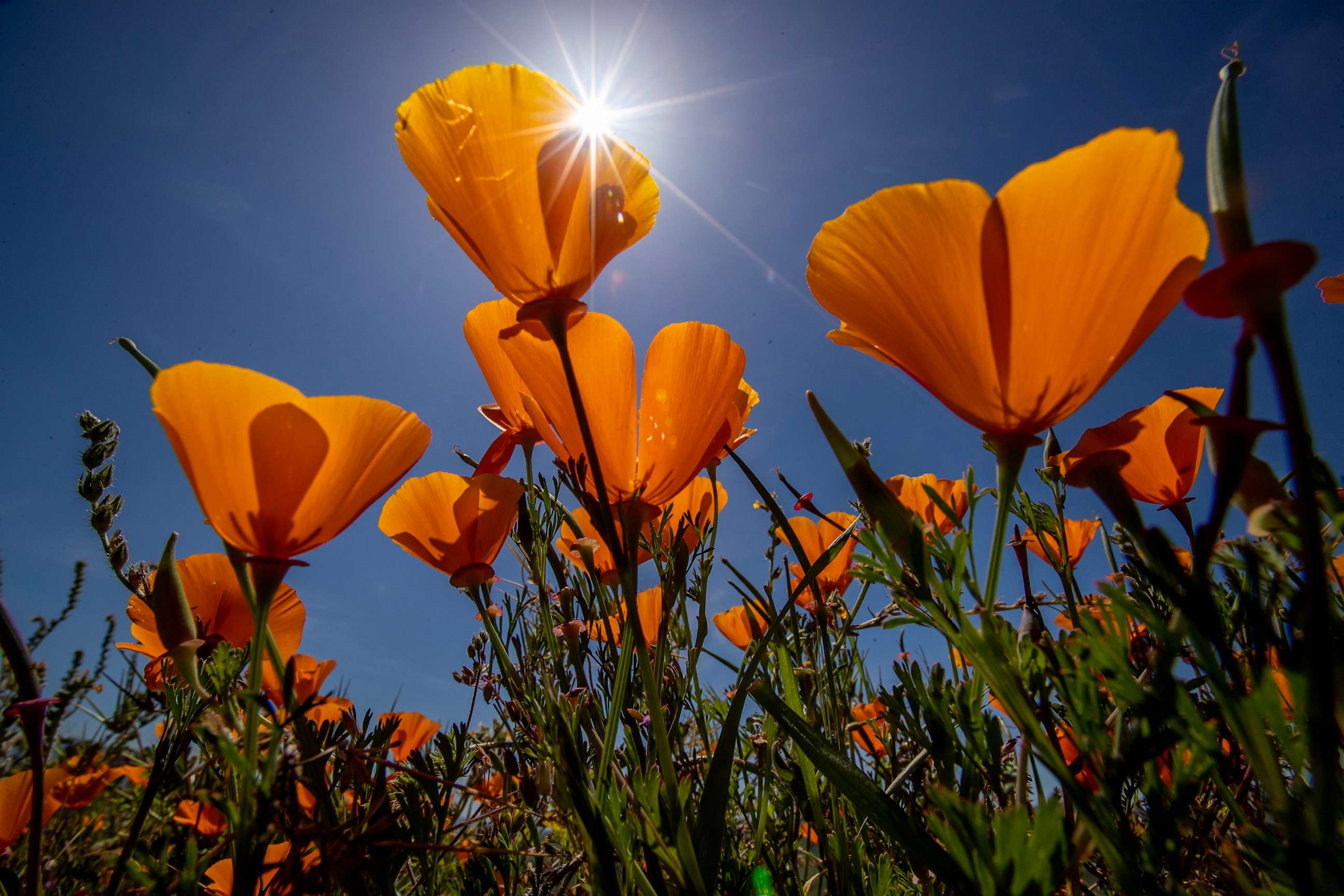 PHOTO: After multiple storms drenched Southern California, California poppies bloom under the warm sunshine as crowds viewed the poppies and other wildflowers blooming at Chino Hills State Park in Chino Hills, April 8, 2023.