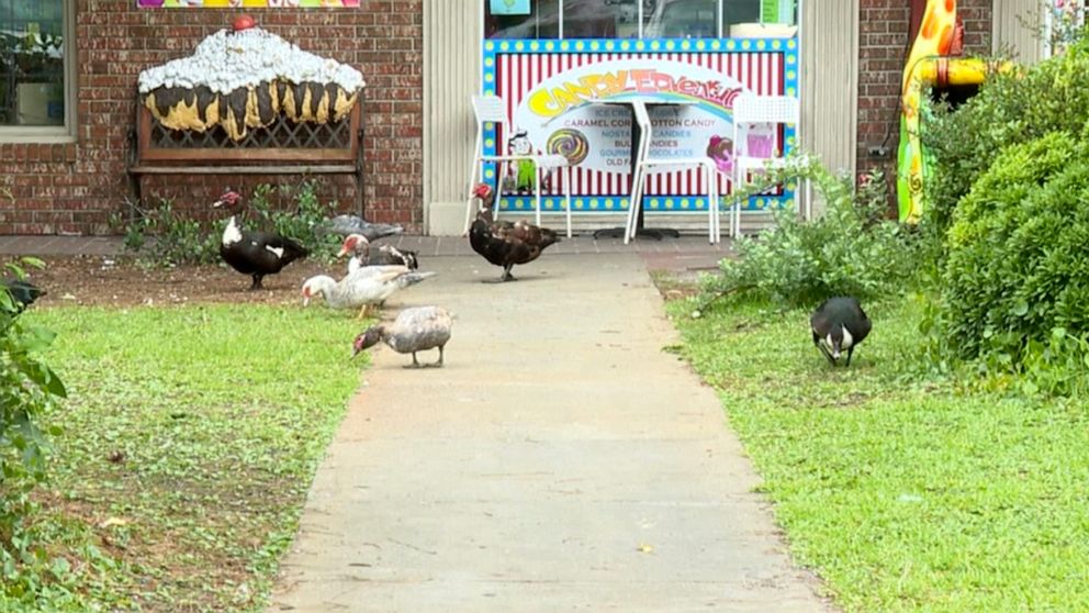 PHOTO: Muscovy ducks stop traffic in Swanboro, N.C.