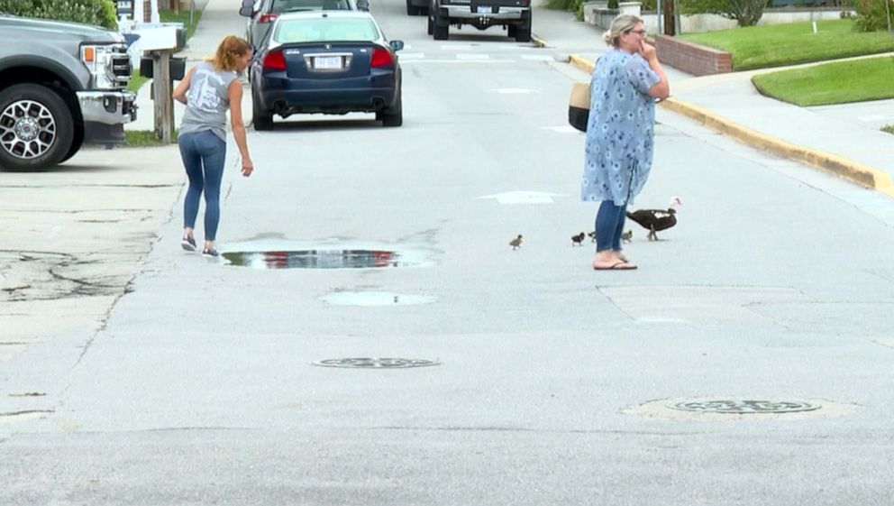 Seaside North Carolina town overrun with hundreds of ducks