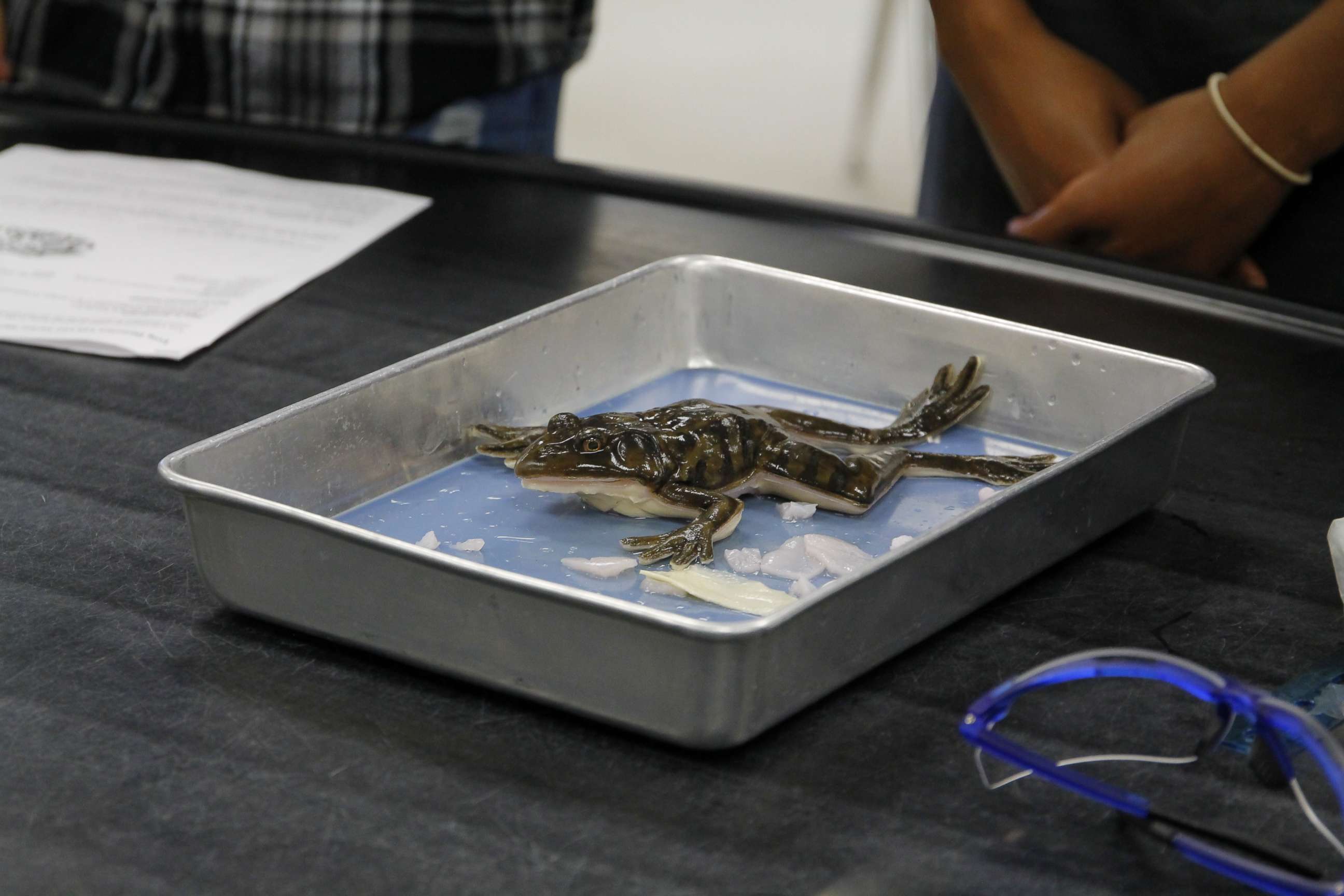 PHOTO: A SynDaver Synthetic Frog is displayed on a tray at J.W. Mitchell High School in New Port Richey, Fla., on Nov. 20, 2019.