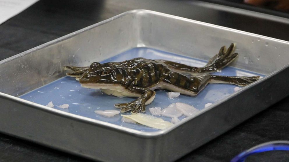 PHOTO: A SynDaver Synthetic Frog is displayed on a tray at J.W. Mitchell High School in New Port Richey, Fla., on Nov. 20, 2019.