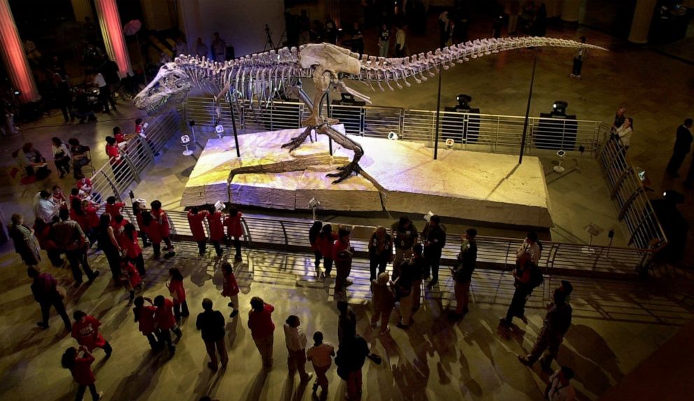 PHOTO: This May 17, 2000 file photo shows Sue, the largest and most complete Tyrannosaurus rex skeleton ever found, on public display at the Field Museum of Natural History in Chicago. company.