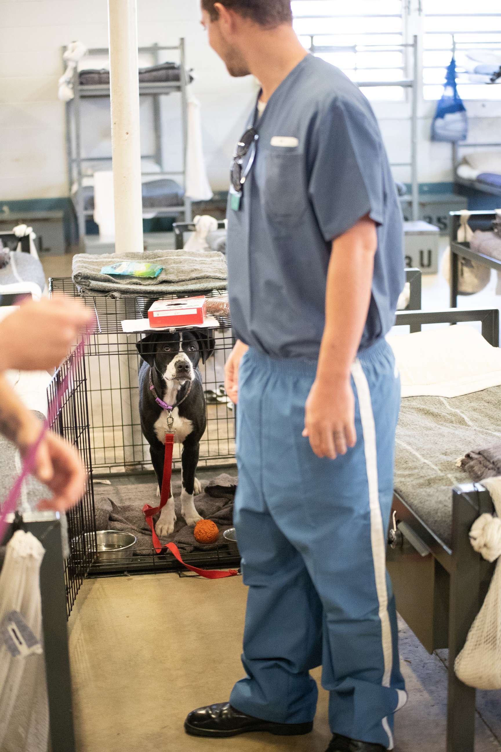 PHOTO: Dogs from the Teaching Animals and Inmates Life Skills program, or TAILS, live in the Putnam Correctional Facility in Palatka, Fla., and sleep next to their trainers and handlers in a dorm that houses several inmates.