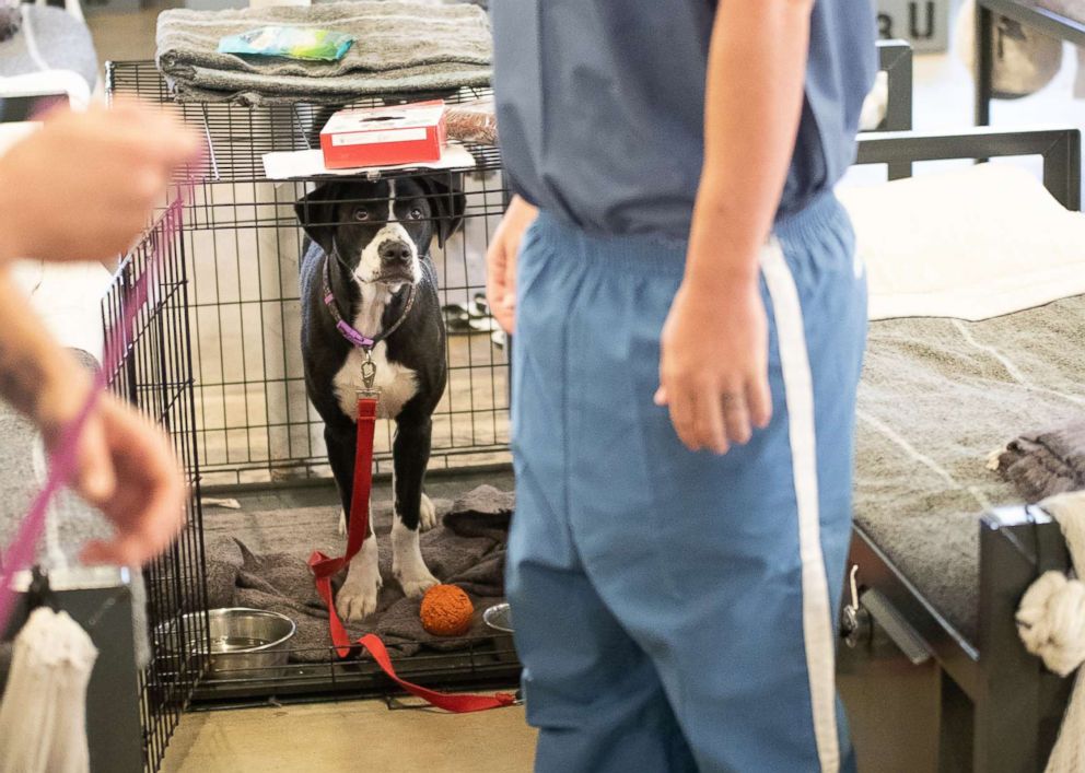 PHOTO: Dogs from the Teaching Animals and Inmates Life Skills program, or TAILS, live in the Putnam Correctional Facility in Palatka, Fla., and sleep next to their trainers and handlers in a dorm that houses several inmates.