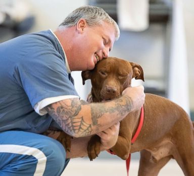 Prison Animal Programs Are Benefitting Both Inmates And Hard To Adopt Dogs In Florida Experts Say Abc News