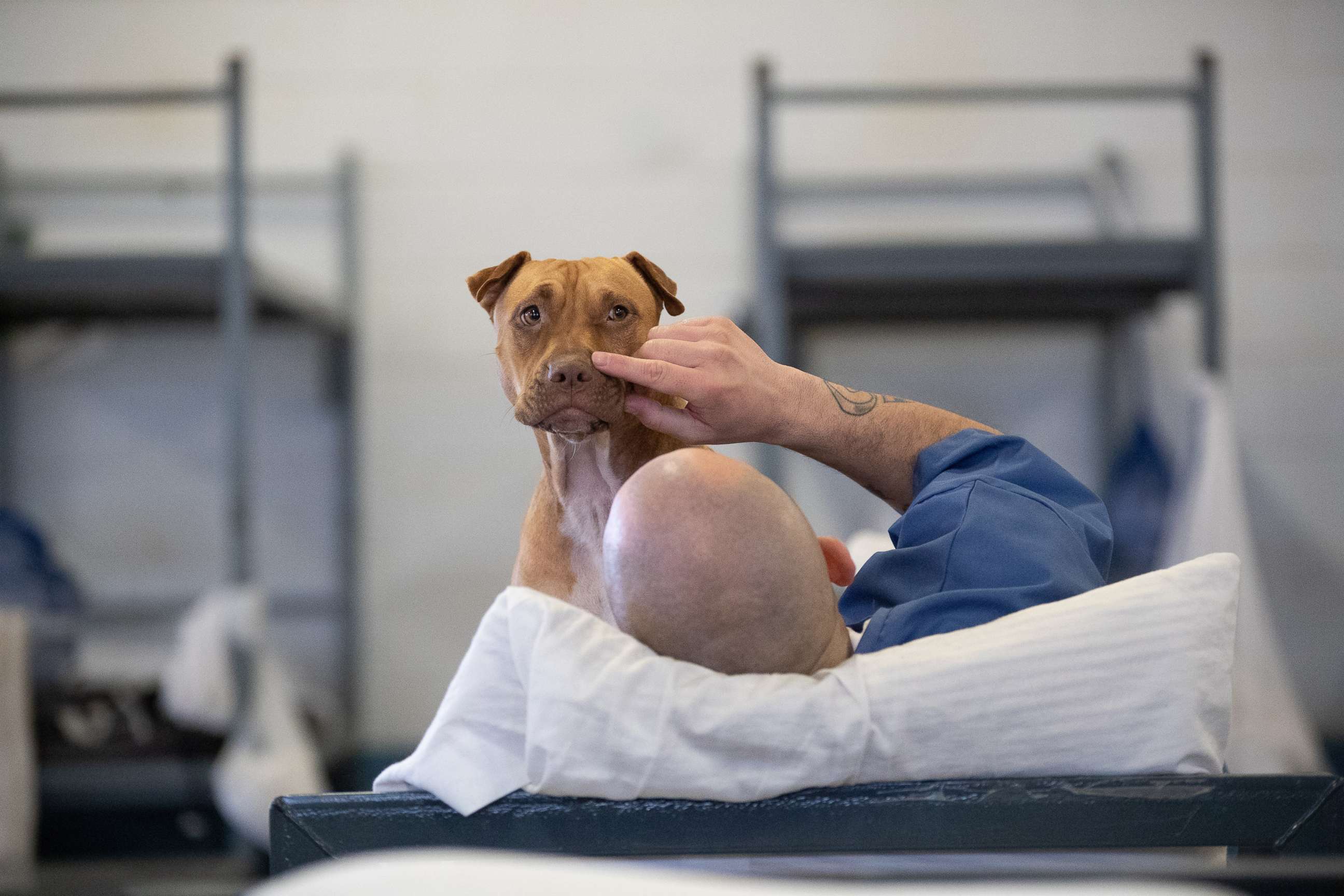 PHOTO: Dogs from the Teaching Animals and Inmates Life Skills program, or TAILS, interact with inmates at the Putnam Correctional Institution in Palatka, Fla. 