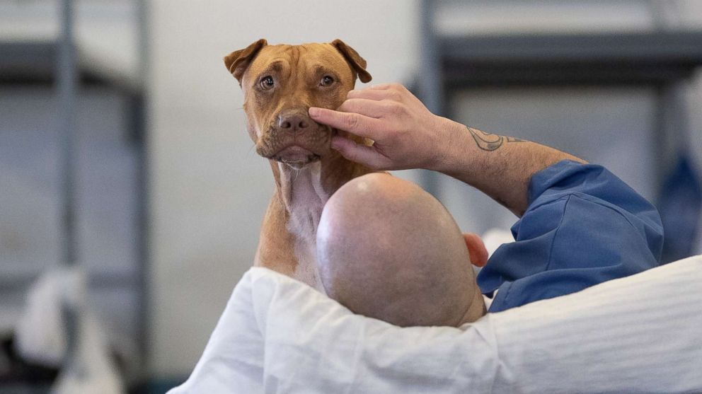 PHOTO: Dogs from the Teaching Animals and Inmates Life Skills program, or TAILS, interact with inmates at the Putnam Correctional Institution in Palatka, Fla. 
