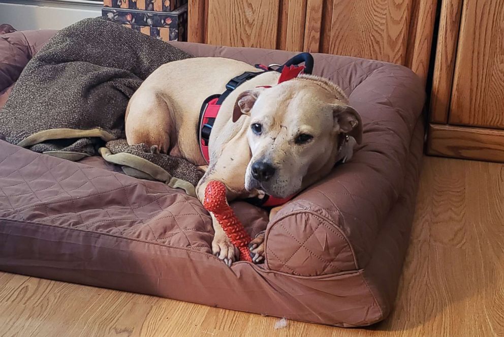 PHOTO: A pit bull name Cuddles was initially deemed too dangerous to be placed with humans after she was rescued from a dog-fighting environment in Canada. 