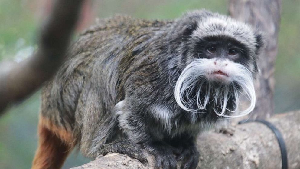 PHOTO: On the morning of January 30, 2023, the Dallas Zoo alerted the Dallas Police Department after the animal care team discovered two of our emperor tamarin monkeys were missing.
