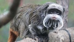 Man arrested in connection with monkeys stolen from zoo