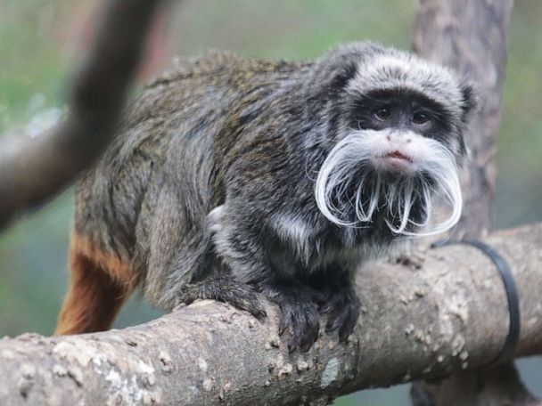 Man arrested in connection with monkeys stolen from zoo