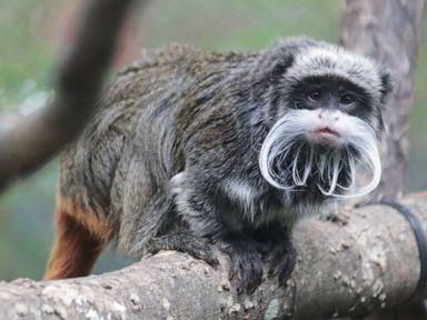 Man arrested in connection with monkeys stolen from zoo