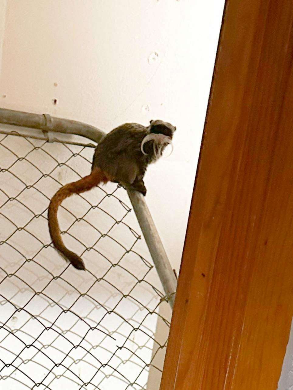 PHOTO: An emperor tamarin monkey, one of two that were discovered missing by Dallas Zoo on Jan. 30, 2023, is seen sitting on a railing at an abandoned home in Dallas County, Texas.