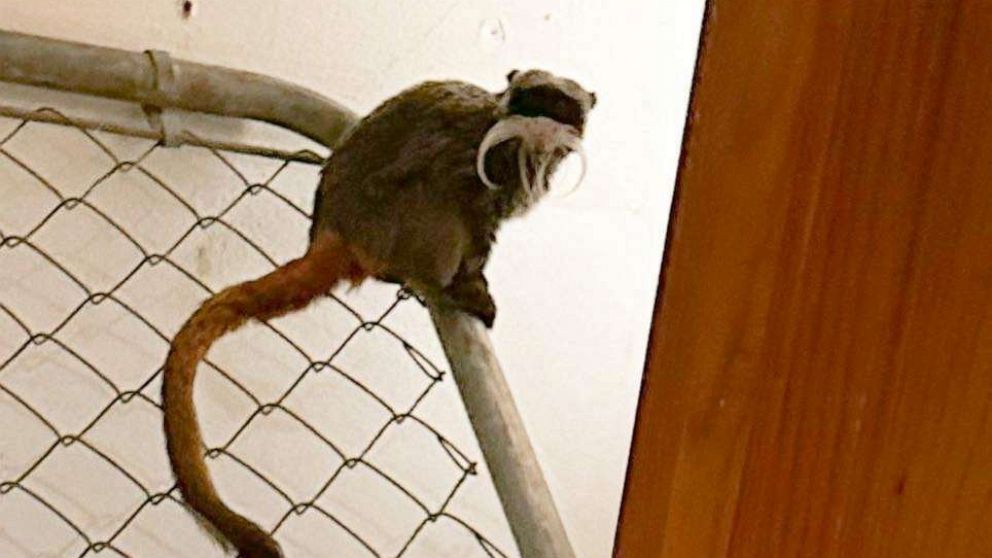 PHOTO: An emperor tamarin monkey, one of two that were discovered missing by Dallas Zoo on Jan. 30, 2023, is seen sitting on a railing at an abandoned home in Dallas County, Texas.