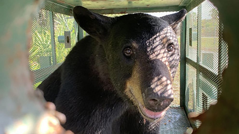 PHOTO: A black bear was captured on Tampa International Airport property.