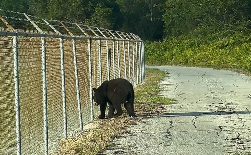 Bear captured after wandering onto Tampa International Airport property