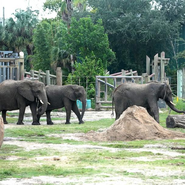 How Tampa's zoo and aquarium prepared for Hurricane Milton