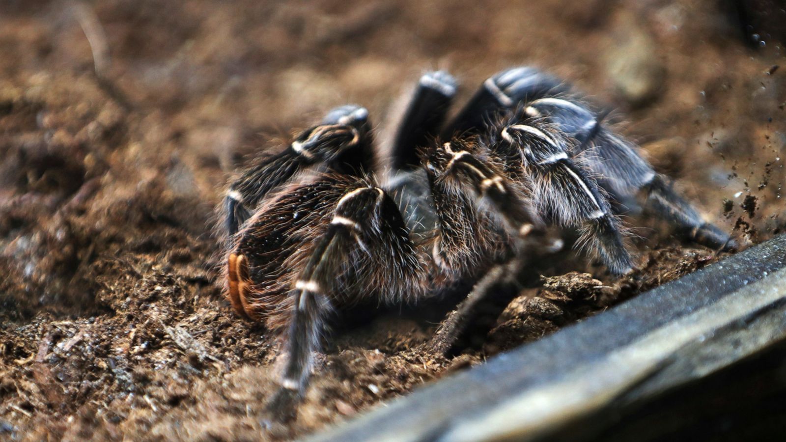 Spiders - System of a Down Chile