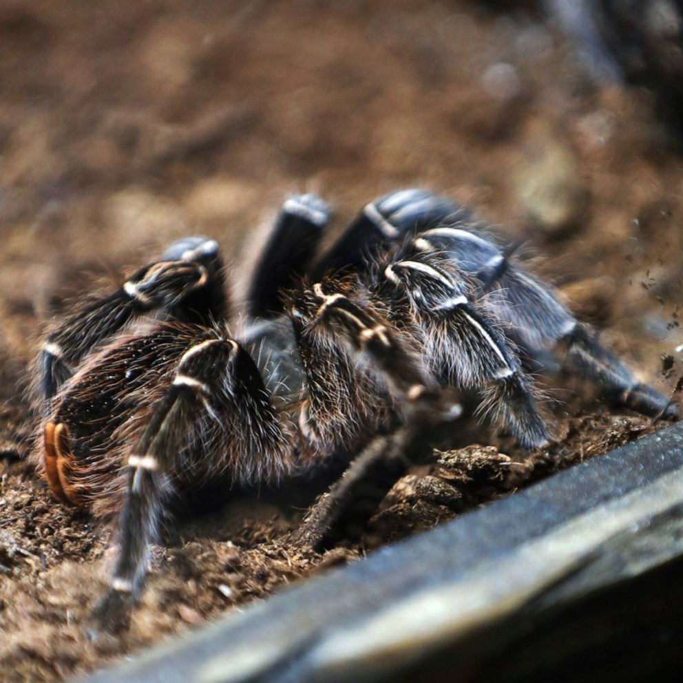 International trade of spiders, scorpions is 80% unregulated – threatening  conservation, scientists say - ABC News