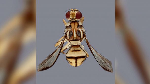 Fly Shell ABCOTV App Shell - ABC7 San Francisco
