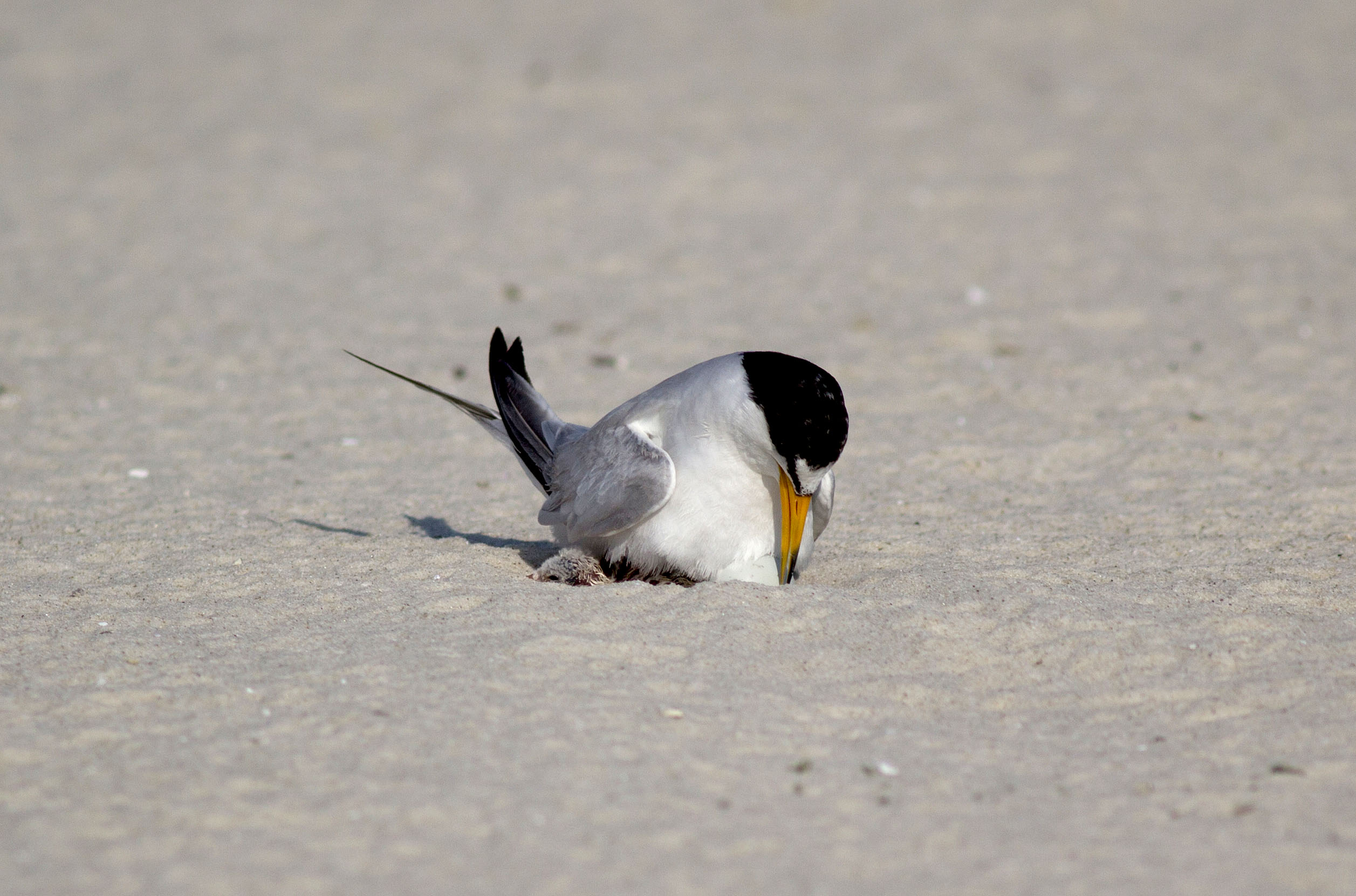 PHOTO: An adult Least Tern is pictured tending to a newly hatched chick on July 23, 2018.