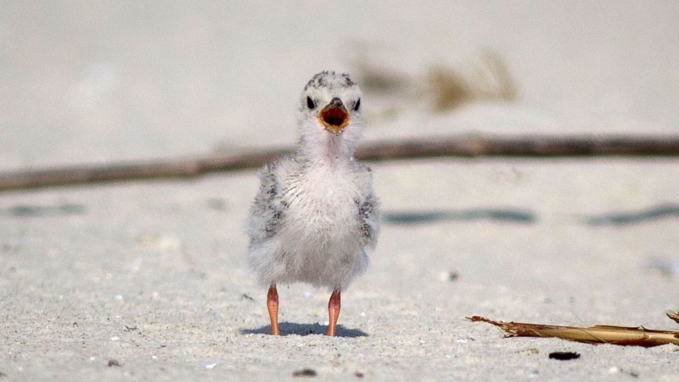 A young, flightless Least Tern chick is pictured on July 23, 2018.
