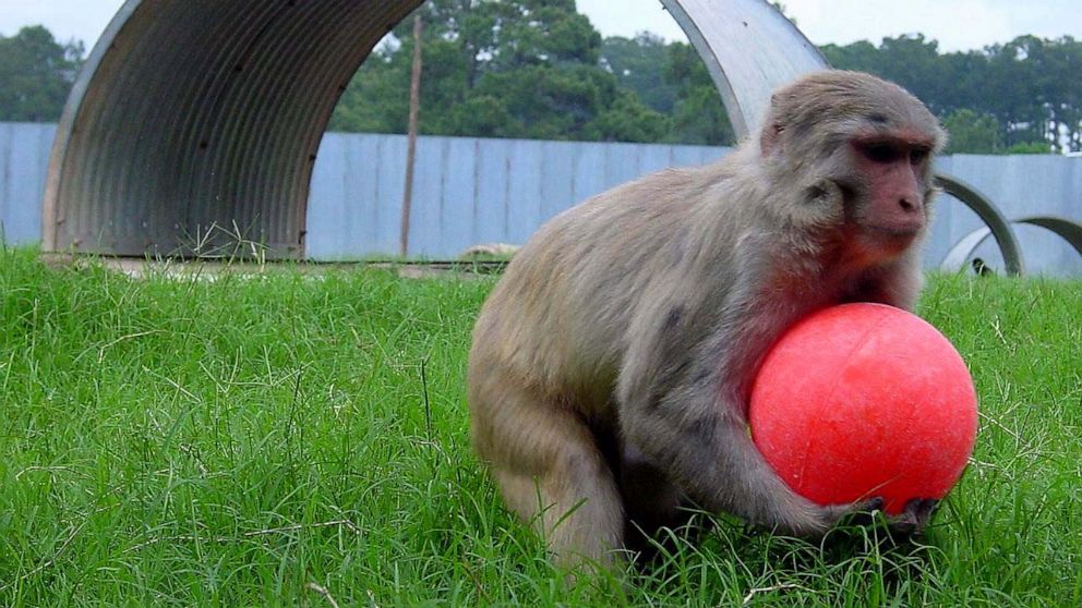 PHOTO: The Tulane National Primate Research Center is home to about 4,500 monkeys, some of which are now being used to study the novel coronavirus in hopes of developing a vaccine.