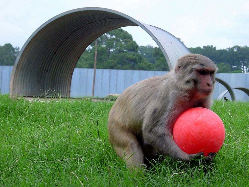 PHOTO: The Tulane National Primate Research Center is home to about 4,500 monkeys, some of which are now being used to study the novel coronavirus in hopes of developing a vaccine.