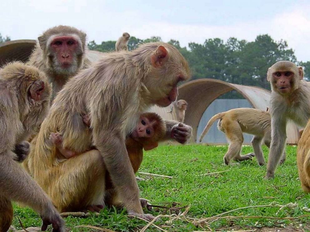 PHOTO: The Tulane National Primate Research Center is home to about 4,500 monkeys, some of which are now being used to study the novel coronavirus in hopes of developing a vaccine.