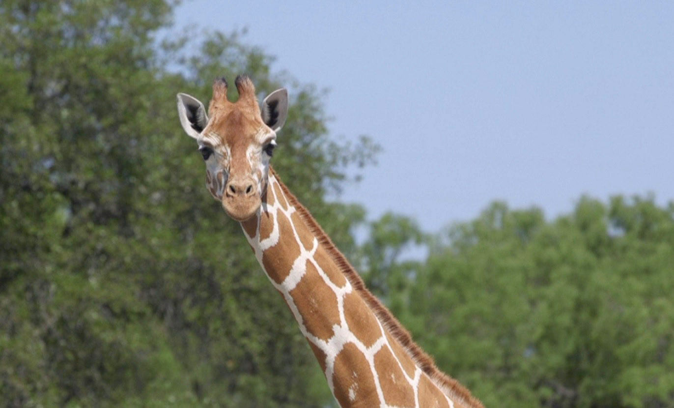 PHOTO: Some animals, like giraffes, are not allowed to be hunted at the 18,000-acre Ox Ranch.