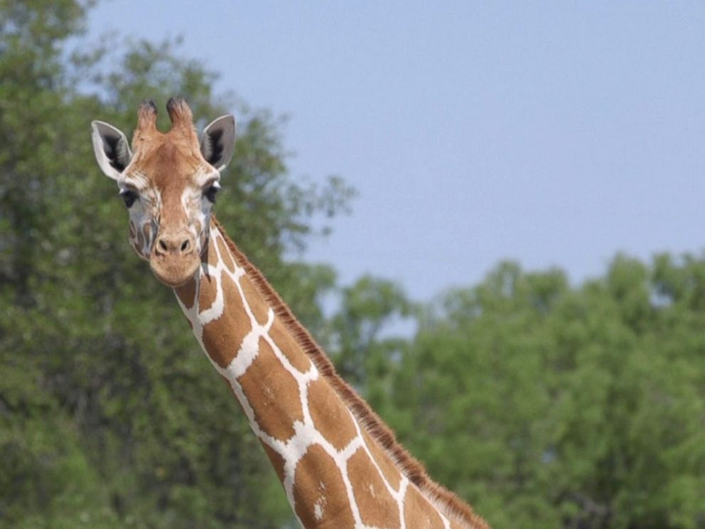 PHOTO: Some animals, like giraffes, are not allowed to be hunted at the 18,000-acre Ox Ranch.