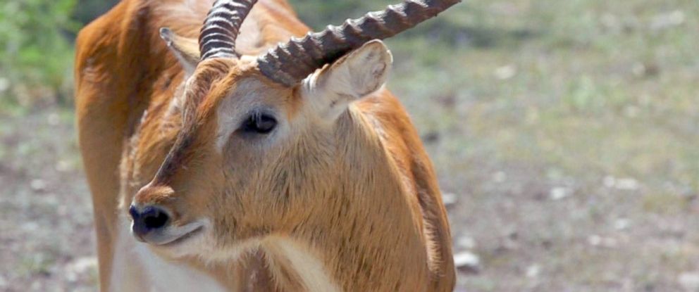 At some Texas ranches, hunting exotic animals is touted as a way to support  conservation efforts - ABC News