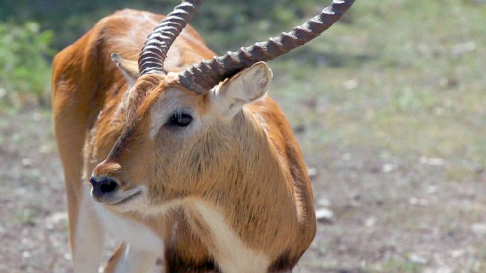 At Some Texas Ranches Hunting Exotic Animals Is Touted As A Way