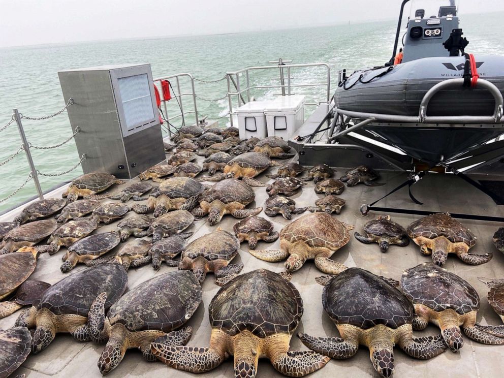 PHOTO: A handout photo  showa 141 sea turtles rescued from the frigid waters of the Brownsville Ship Channel and surrounding bays, abroad the PV Murchison, in Texas, Feb. 17, 2021.
