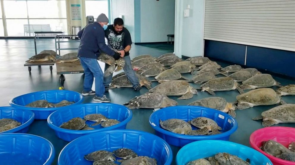 PHOTO: People place rescued turtles stunned by cold weather in an evacuation center in South Padre Island, Texas, Feb. 15, 2021.