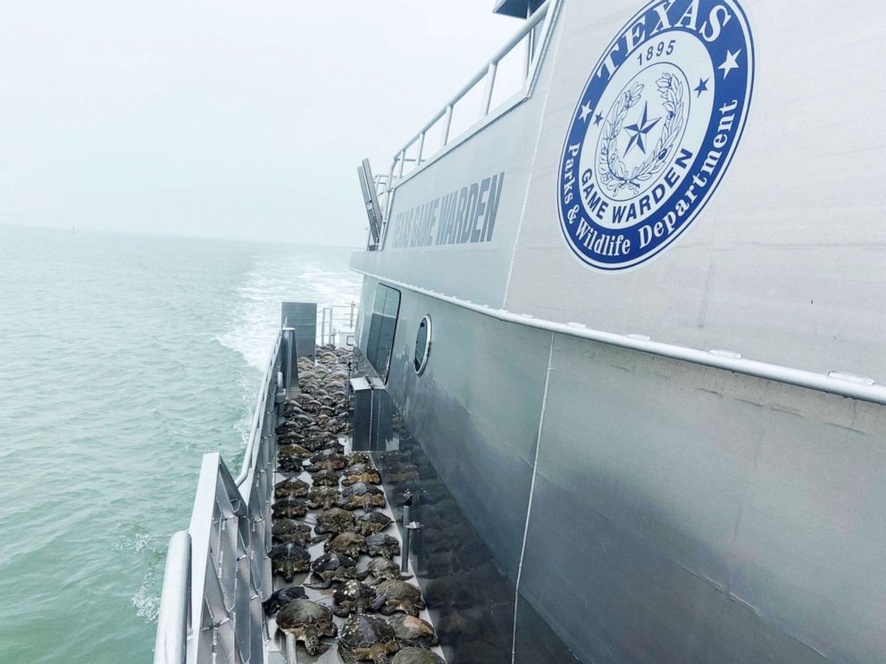 PHOTO: Cold-stunned sea turtles are rescued on a Game Warden vessel in Texas during the plunging temperatures due to the winter storm, Feb. 17, 2021.