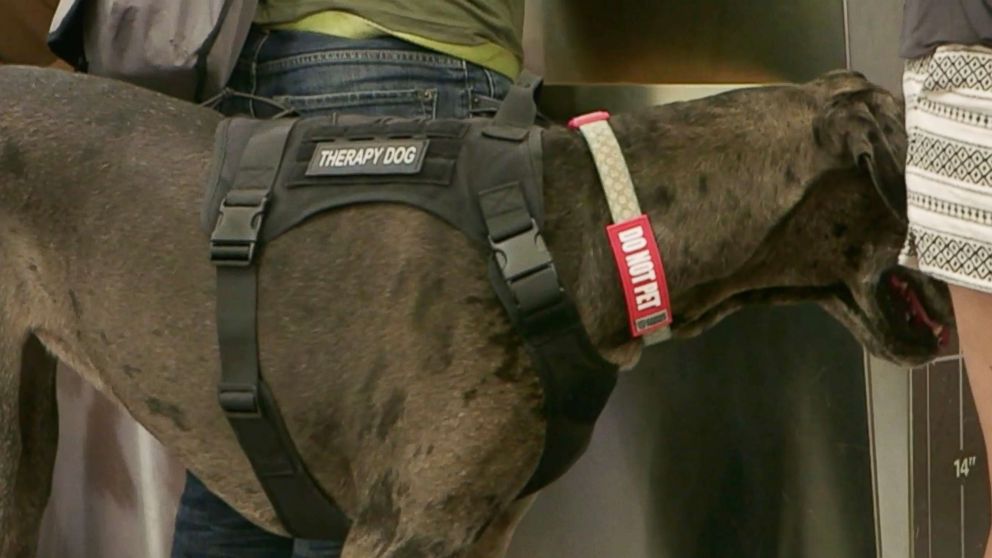 PHOTO: A therapy dog waits to board a flight at Hartsfield–Jackson Atlanta International Airport in Atlanta.