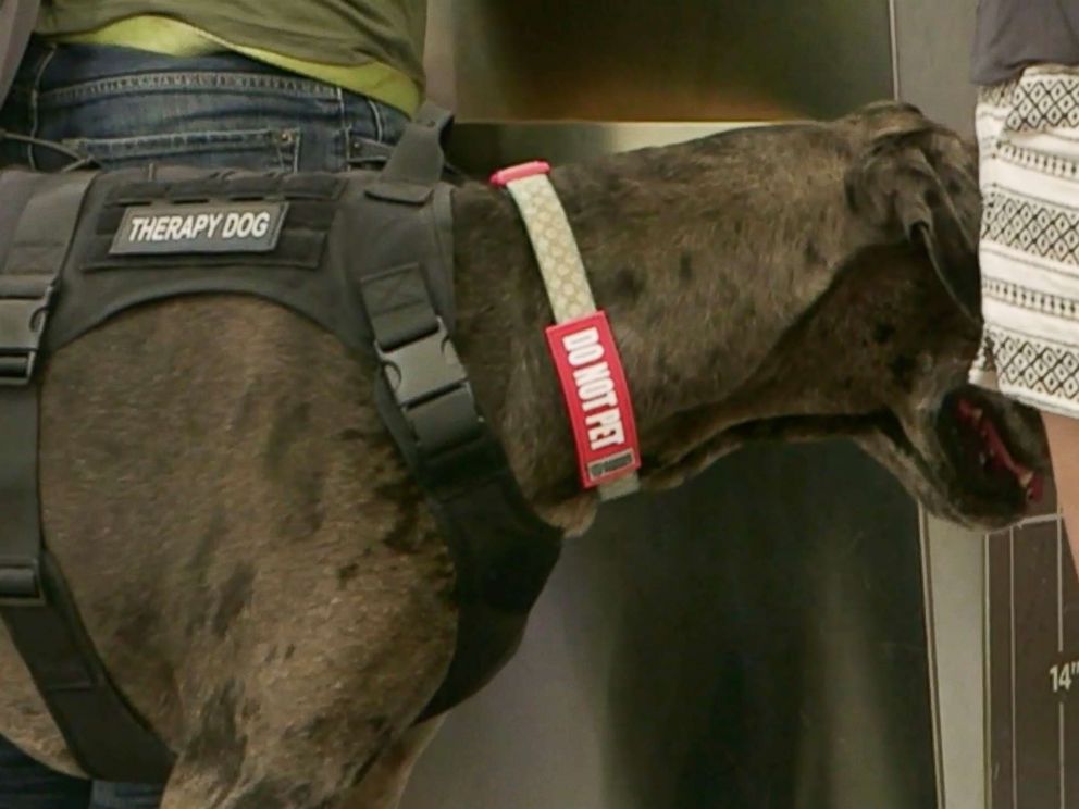 Airlines crack down on emotional support animals in plane cabins - ABC News