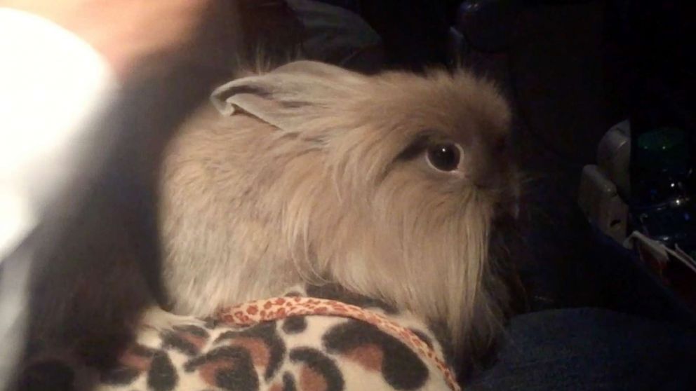 PHOTO: ABC News' Tom Llamas brought this rabbit aboard a flight after getting a certificate online.